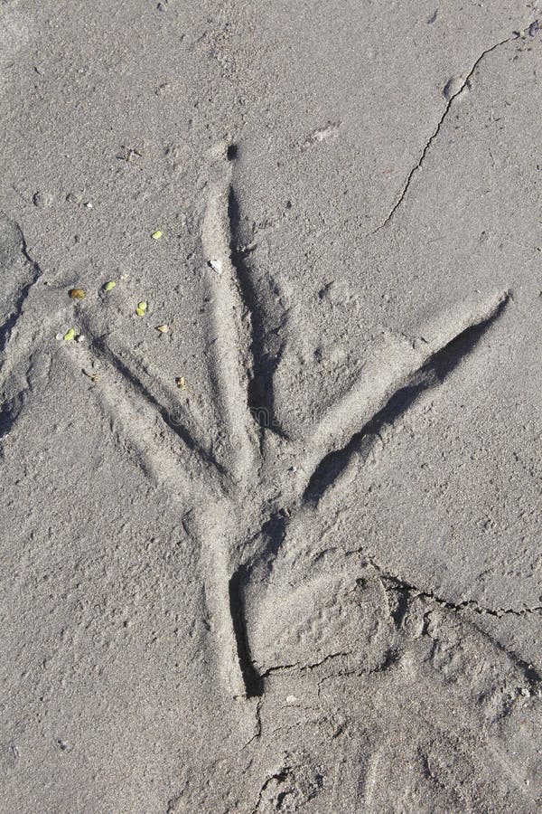 Herons Footprint stock image. Image of large, sand, imprint 26518267
