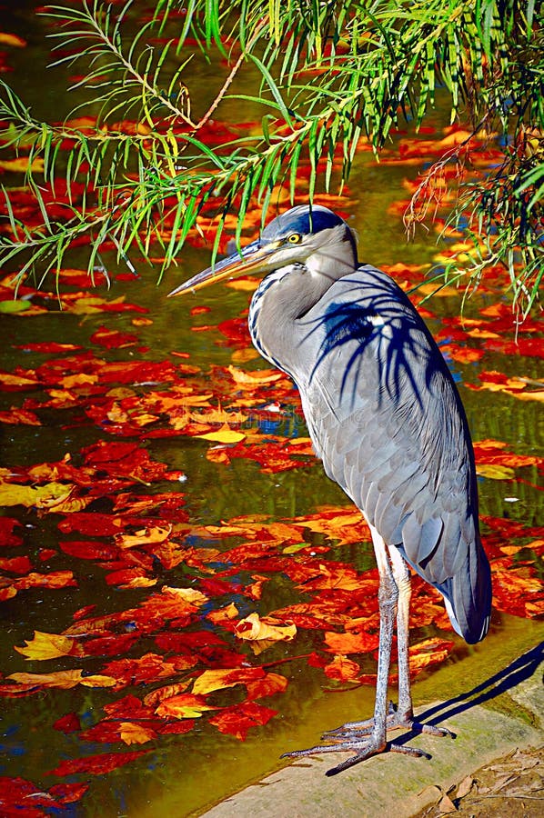 Portrait of a heron in a Parisian park on an autumnal day.