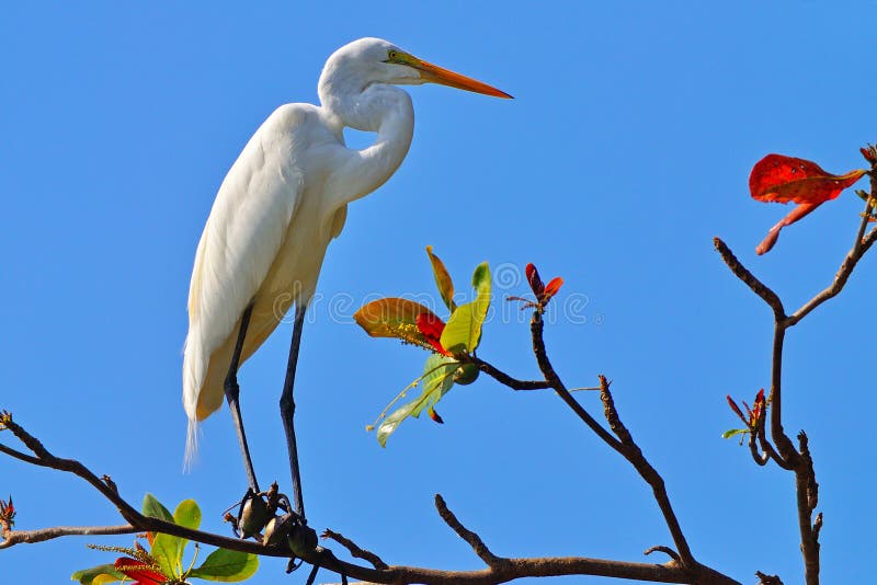 Heron