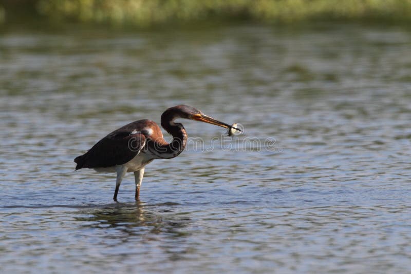 Heron tricolor royalty free stock photography