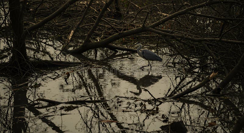 Heron Wading in Water with Tree Branch Reflection Moody Scene royaltyfri illustrationer