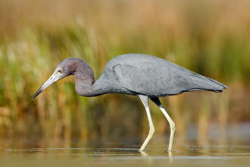 Heron with water grass. Little Blue Heron, Egretta caerulea, in the water, Mexico. Bird in the beautiful green river water. Wildli