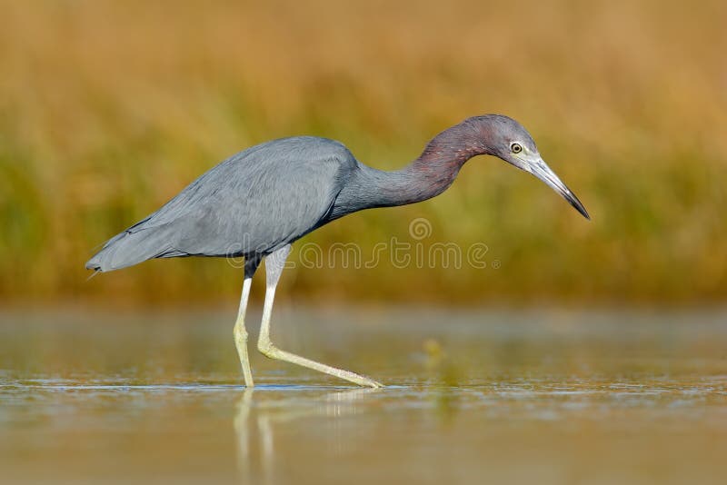 Heron with water grass. Little Blue Heron, Egretta caerulea, in the water, Mexico. Bird in the beautiful green river water. Wildli