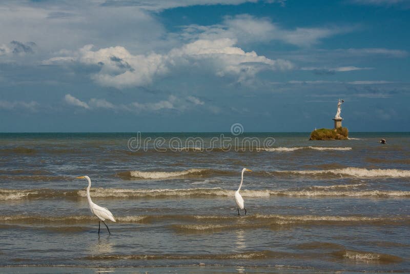 Herons and pelicans catching fish on the shore in Livingston