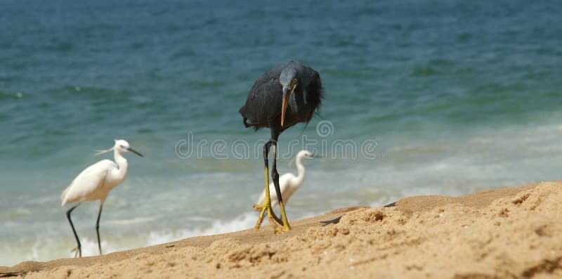 Herons on a sandy beach near the ocean. Kerala, South India stock image Herons on a sandy beach near the ocean. Kerala, South India stock image