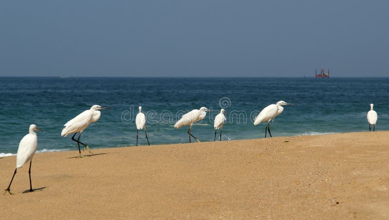 Herons on a sandy beach near the ocean stock photography Herons on a sandy beach near the ocean stock photography