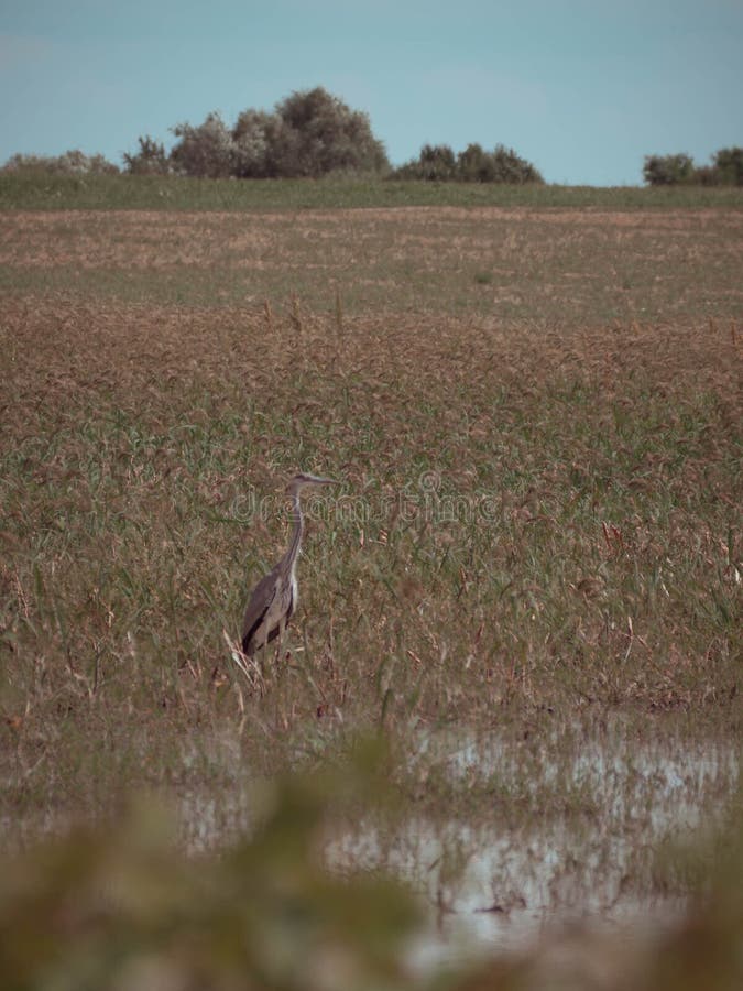 Herons on the swamp stock photo. Image of view, beauty Biology Diagrams