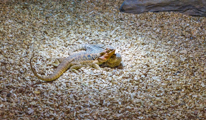 Herpetoculture, twee gebaarde draakhagedissen die zeer dicht bij elkaar, populaire reptielhuisdieren van Australië zijn royalty-vrije stock foto Herpetoculture, twee gebaarde draakhagedissen die zeer dicht bij elkaar, populaire reptielhuisdieren van Australië zijn royalty-vrije stock foto