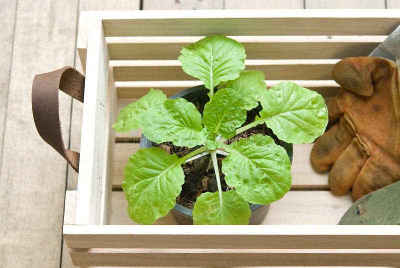 Herramientas que cultivan un huerto en cajón de madera imagen de archivo libre de regalías Herramientas que cultivan un huerto en cajón de madera imagen de archivo libre de regalías