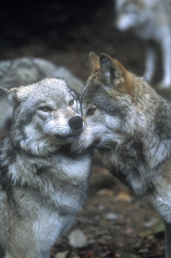 herravälde som visar wolfen arkivbilder herravälde som visar wolfen arkivbilder