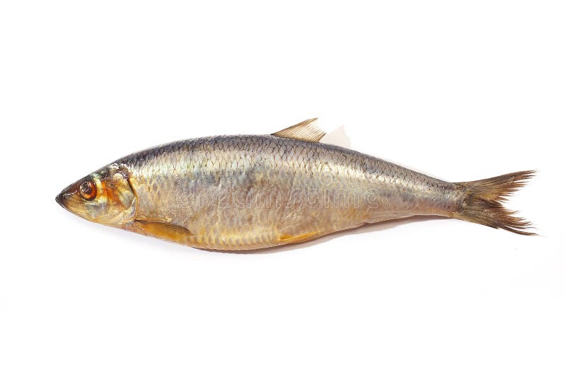 Herring stock photo. Image of nutritious, cholesterol 1196662