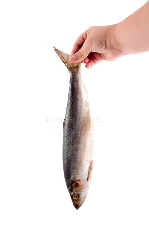 Herring in female hand