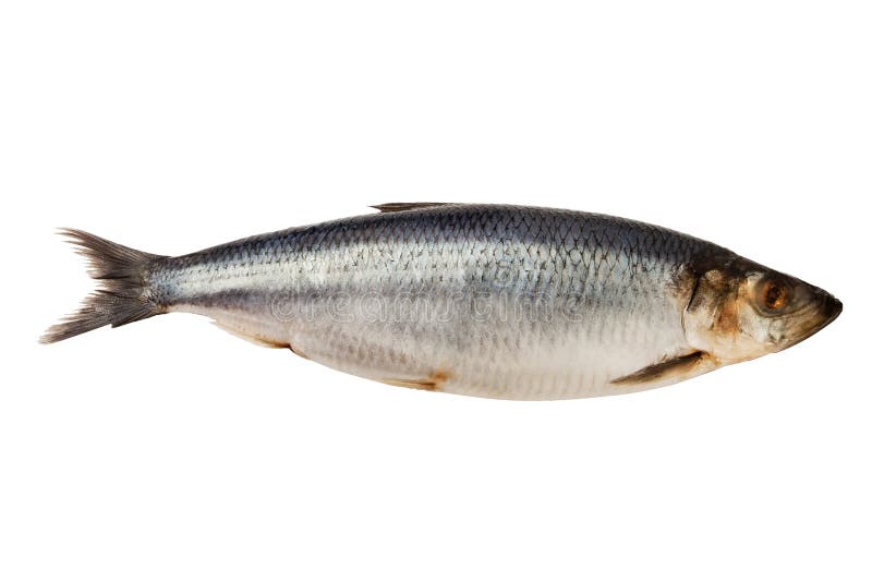 Herring fish stock image. Image of shiny, healthy, nutrition 22000381