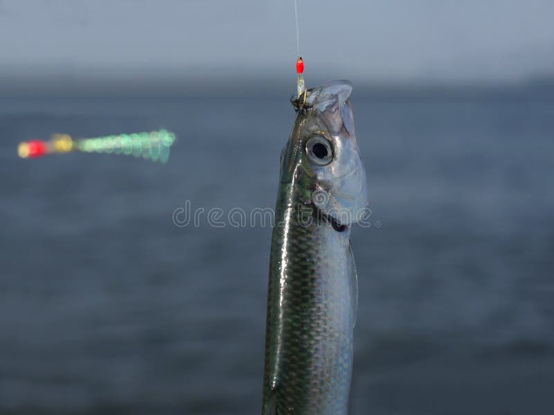 Herring fish stock image. Image of bait, meat, fish, fresh 90357973