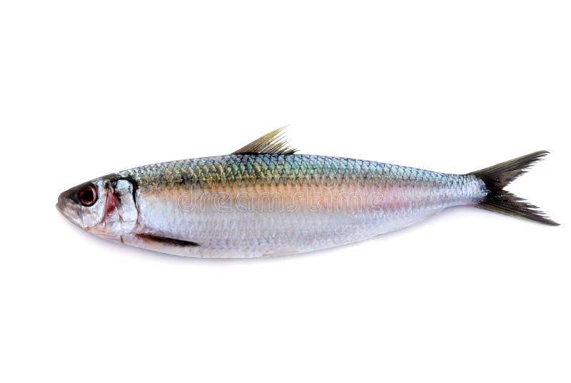 Herring fish isolated stock photo. Image of closeup, coldblooded 29736604