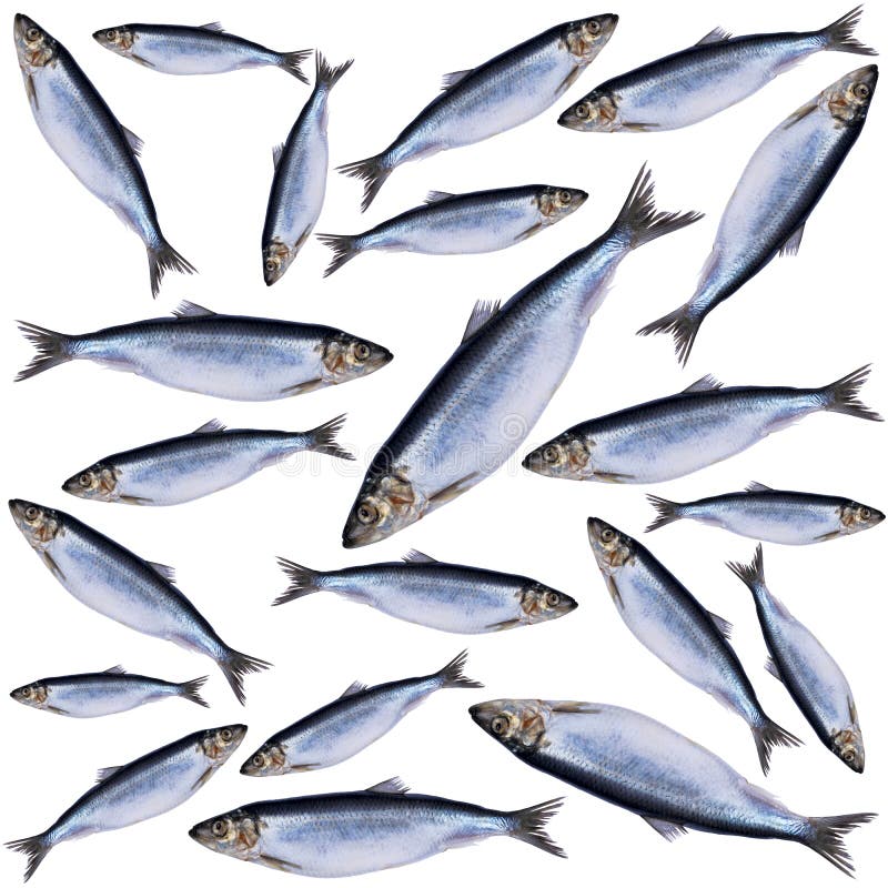 Herring Fish Isolated on White Background. Frozen Group of Fish. Iced