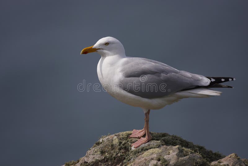 Herring Gull