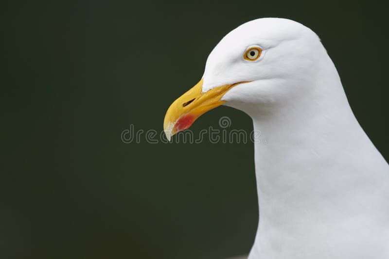 Herring gull