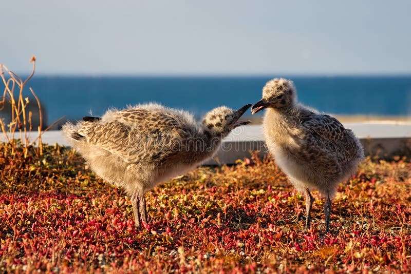 Herring Gull Chicks stock photo. Image of regs, gull 122063266