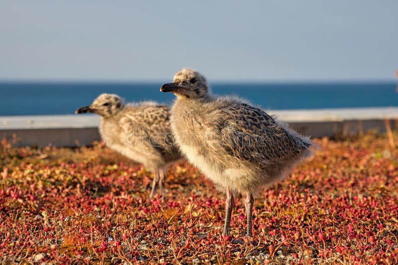 Herring Gull Chicks stock image. Image of seagulls, seabirds 122063237