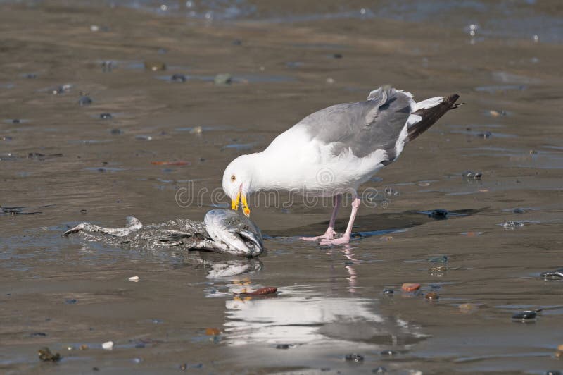 Herring Gull Eating A Dead Fish On The Beach Stock Photo Image of