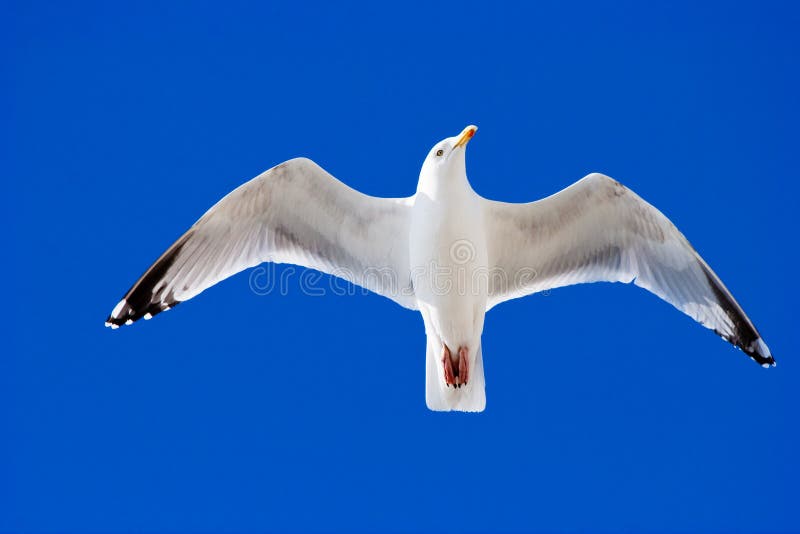 Herring Gull in flight stock photo. Image of freedom 11507906