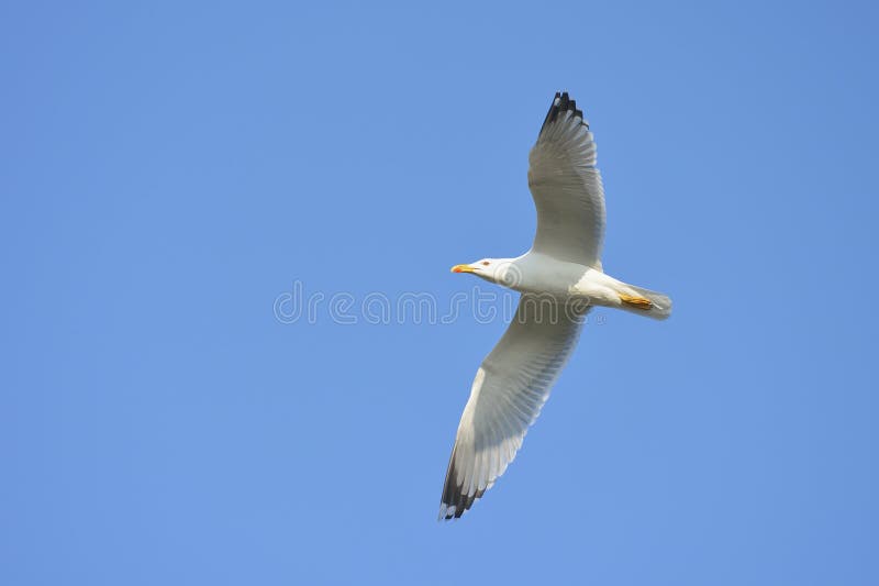 Herring gull in flight stock image. Image of animals 39131051
