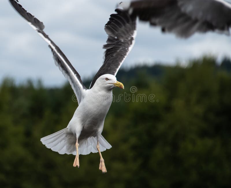 Herring gull in flight