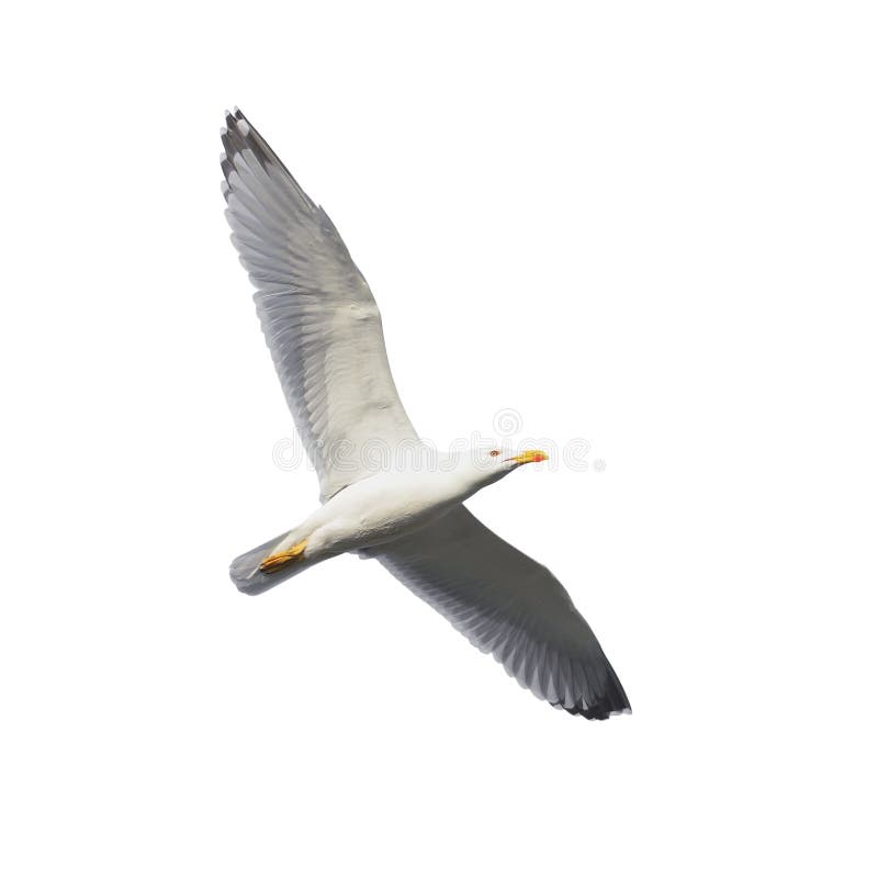 Herring gull in flight