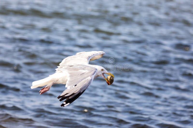 Herring gull in flight