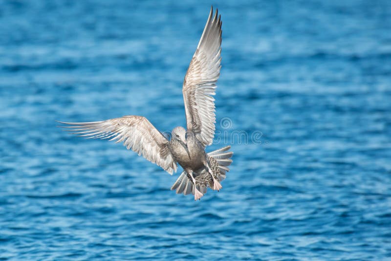 Herring Gull Larus Argentatus Stock Image Image of watching, wing