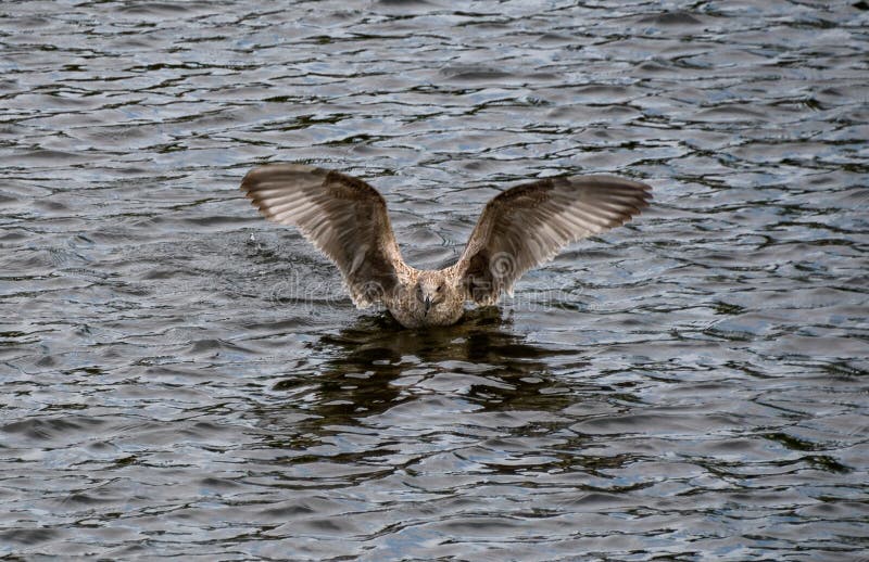 Herring gull landing stock photo. Image of seabird, herring 228965062