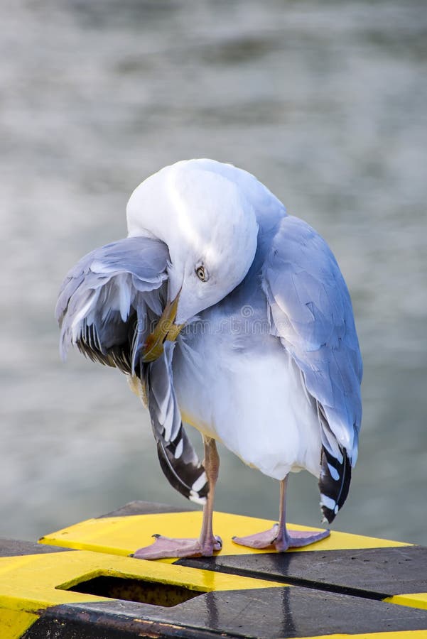 Herring Gull, Larus Argenataus Pontoppidan Stock Photo Image of