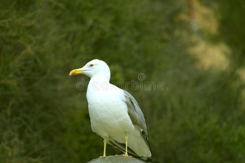 Herring gull stock image. Image of european, ornithology 137534987
