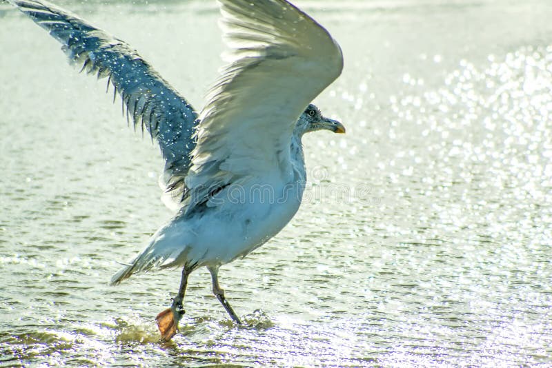 Herring gull taking a bath in the Baltic sea