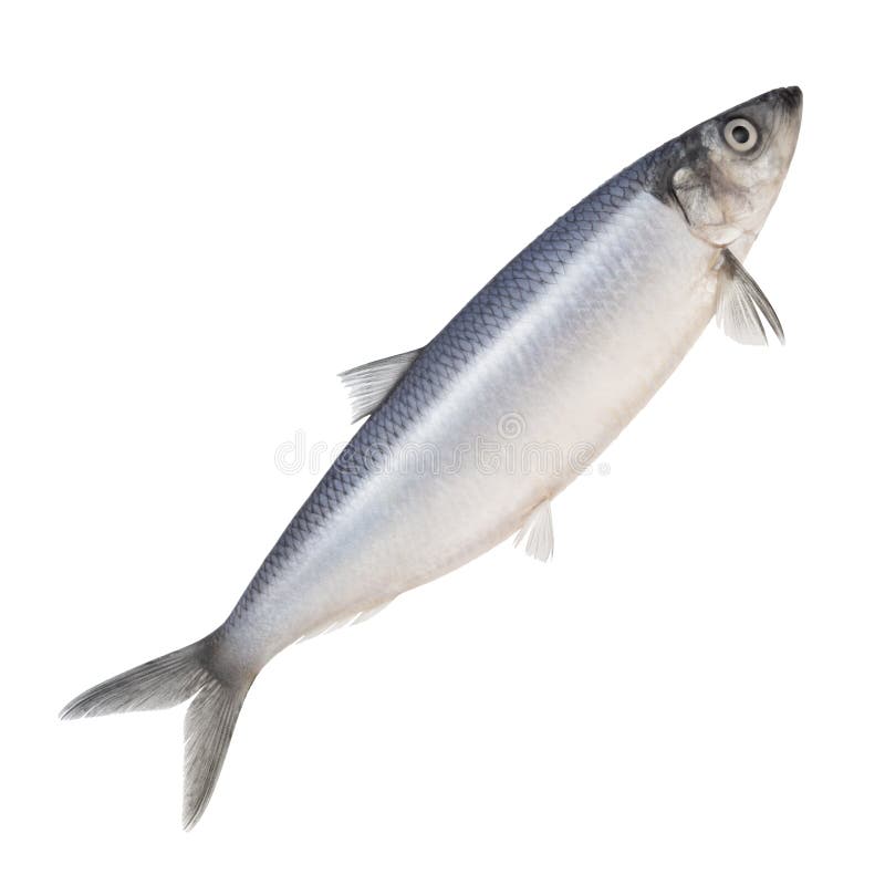 Herring Isolated stock photo. Image of biology, head 7591876