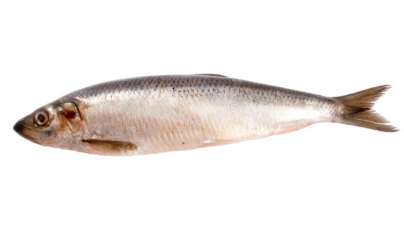 Herring with scales