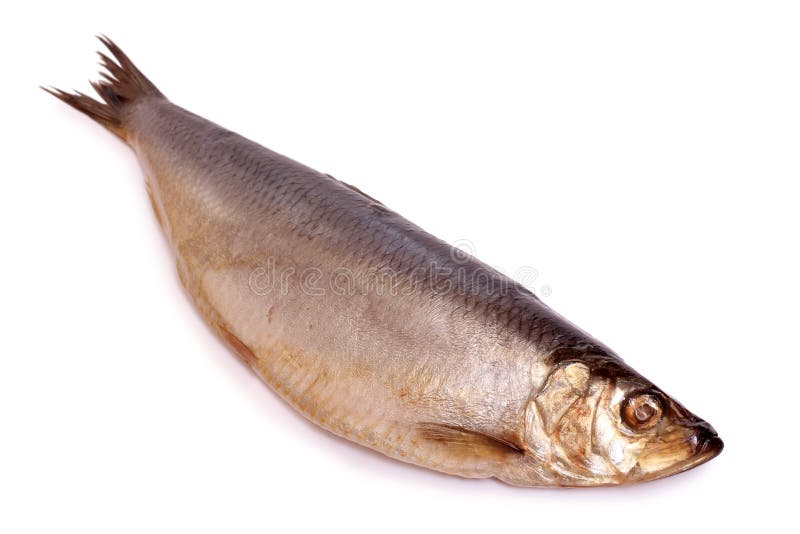 Herring on white stock photo. Image of saltwater, eating 20370188