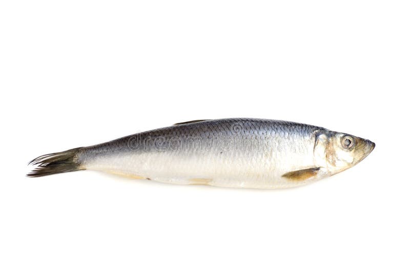 Herring on white closeup stock image. Image of herring 11362129