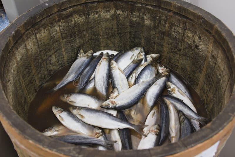 Herring In A Wooden Barrel - Sea Fish Stock Photo - Image of trout, travel: 98906208