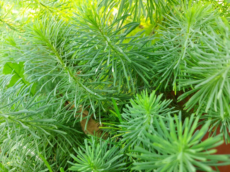 Herringbone Fluffy Grass. a Green Plant Stock Photo Image of