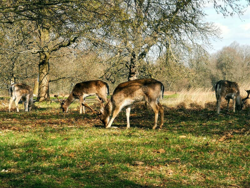 Herten die in de zonsondergang in Richmond Park, Londen waarnemen royalty-vrije stock fotografie Herten die in de zonsondergang in Richmond Park, Londen waarnemen royalty-vrije stock fotografie