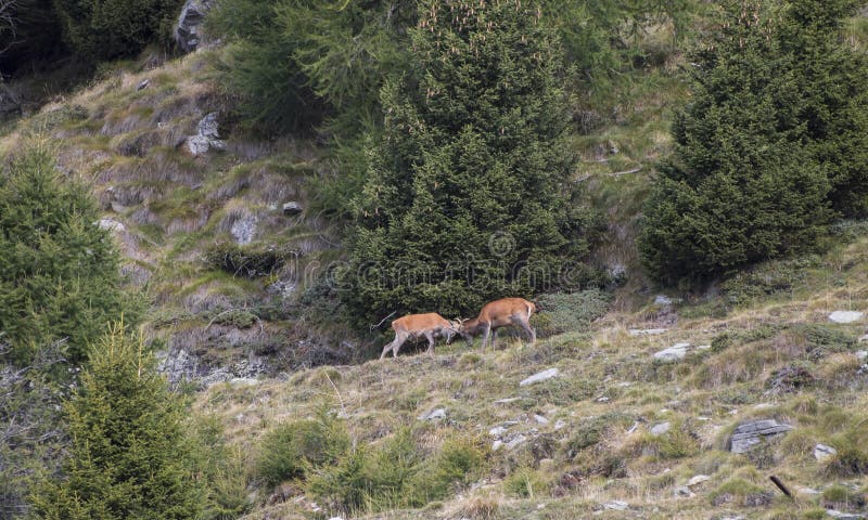 Hertenstrijd op de alpen stock afbeelding Hertenstrijd op de alpen stock afbeelding