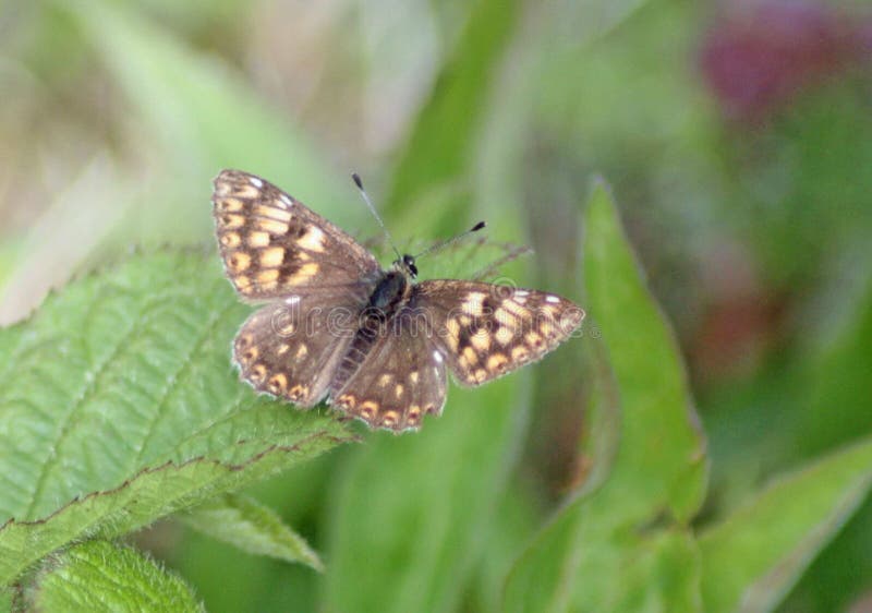 Hertig av Bourgogne royaltyfri fotografi Hertig av Bourgogne royaltyfri fotografi