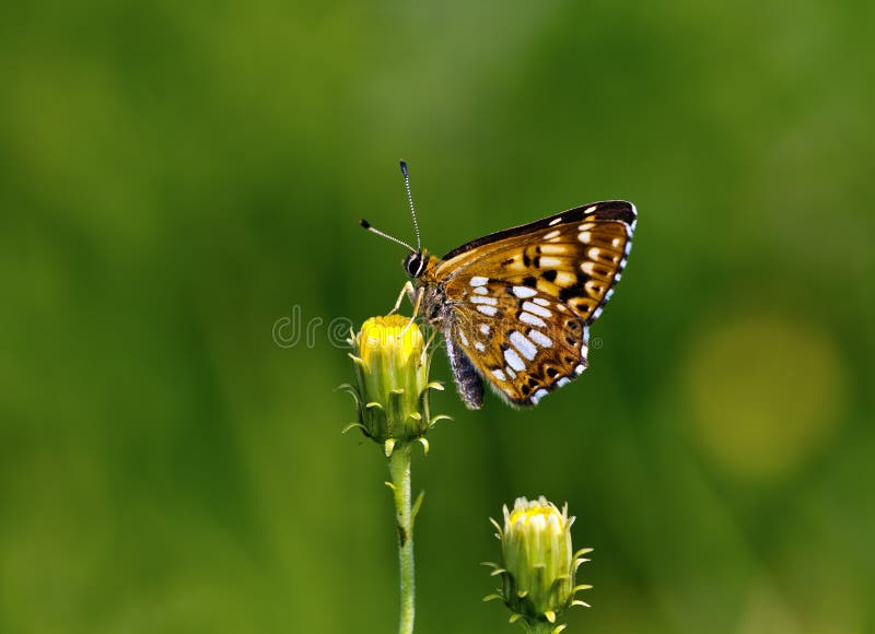 Hertig av fjärilen för Bourgogne (den Hamearis lucinaen) fotografering för bildbyråer Hertig av fjärilen för Bourgogne (den Hamearis lucinaen) fotografering för bildbyråer