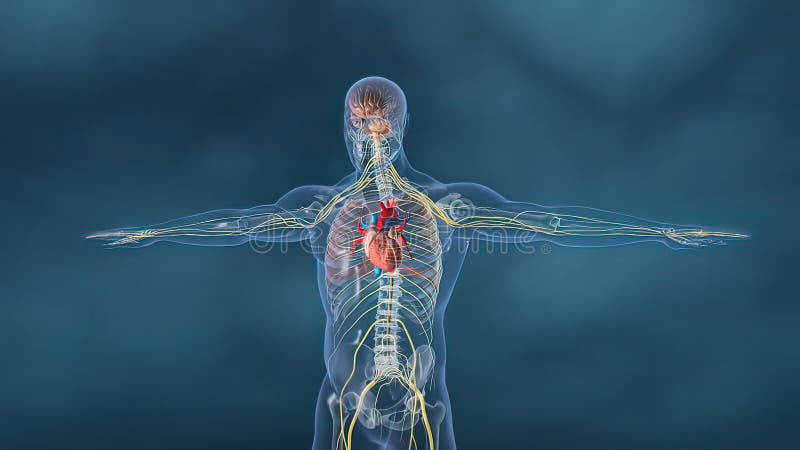 Herz Der Menschlichen Organe Mit Nervensystem Anatomie Stock Abbildung