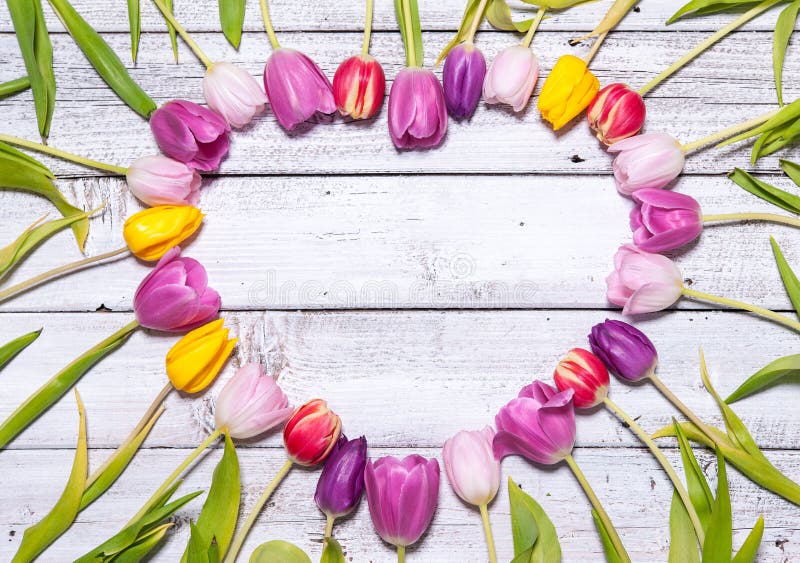 Herz von frischen Tulpen lizenzfreie stockbilder Herz von frischen Tulpen lizenzfreie stockbilder