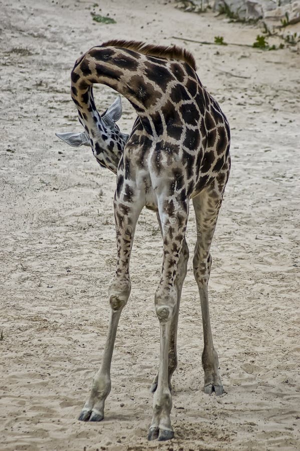 Giraffe hug stock image. Image of herbivore, long, cute 17877197