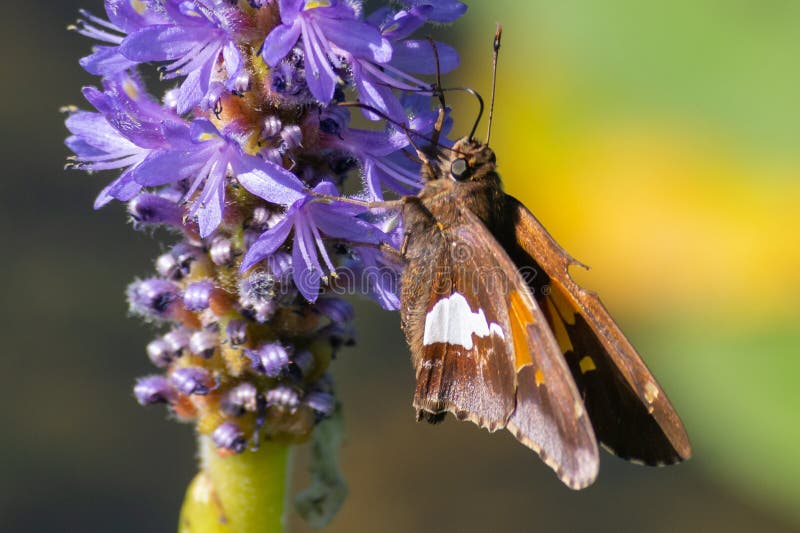 Hesperia leonardus, Leonard's fjärilscperches på en lila blomma i Pinery Provincial Park, Ontario, Canad royaltyfri bild Hesperia leonardus, Leonard's fjärilscperches på en lila blomma i Pinery Provincial Park, Ontario, Canad royaltyfri bild