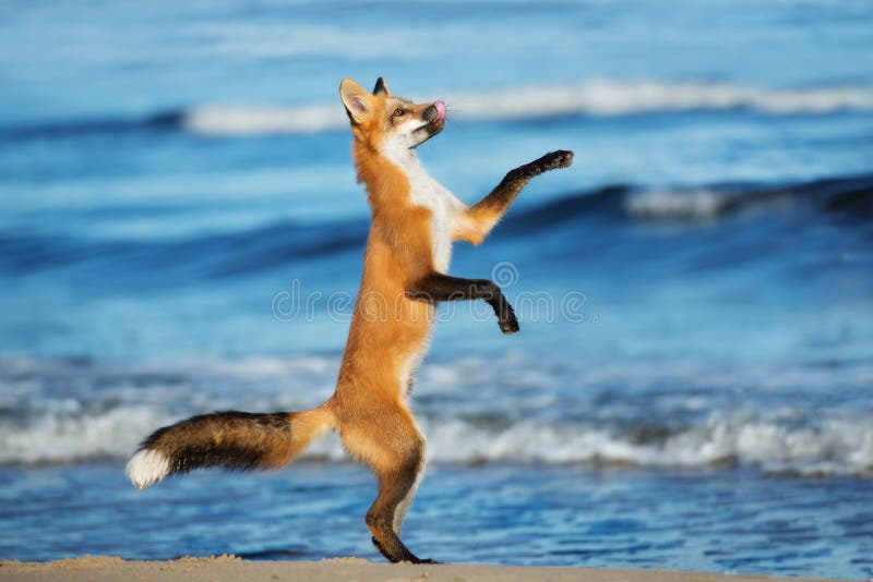 Het aanbiddelijke jonge vos spelen op het strand royalty-vrije stock foto Het aanbiddelijke jonge vos spelen op het strand royalty-vrije stock foto